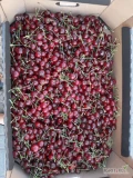 Sprzedam 60kg czereśni. Świeżo zerwana.  Zdrowa i smaczna. W kartonach po 6kg.