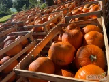 Sprzedam 28 skrzyń dyni - odmiana Gladiator

