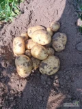 Sprzedam ziemniaka młodego odmiana ignac I riviera kopane na zamówienie. 35+