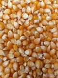 Jestesmy importerem ziarna kukurydzy popcorn 40-42 z Argentyny, 