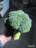Sprzedam brokuł 500+ zdrowy bez chorób 