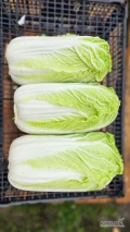 Sprzedam kapustę pekińską, ilości paletowe.
