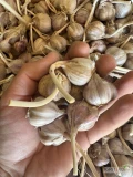 Sprzedam czosnek Harnaś - rozmiar czosnku poniżej 4.5. Zdrowy i oczyszczony jak na zdjęciu. Ilość około 1000kg, cena do uzgodnienia -...