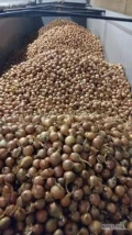 CEBULA MARKETOWA 700 TON . SPRZEDAMY CEBULE 50/70 NA GOTOWO WYSOKA JAKOŚĆ NA  MARKET. FAZOR . ILOŚCI TIROWE 