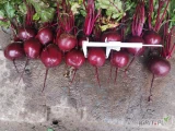 Sprzedam buraczek czerwony odmiana wodan kaliber 6+