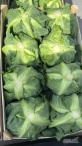 Sprzedam kapustę młodą polską łuszczka 8 sztuk. Ilości paletowe i tirowe. Możliwość stałej współpracy.
