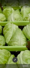 Witam sprzedam Kapustę stozkową 1,2-1.5kg