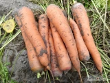 Sprzedam marchew, zdrowa, duża