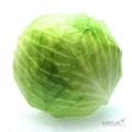 Sprzedam Tirowe ilości kapusty białej. Kaliber 2kg w górę. Opakowanie najlepiej kartonbox. 