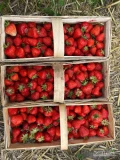 Sprzedam 300 koszy pięknej truskawki odmiany Aprica wieczorem 