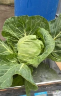 Witam sprzedam duże ilości młodej kapusty 

