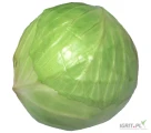 Kupie kapuste przemysłową. Ilości całosamochodowe, możliwość stałej współpracy. Kaliber 1-5kg