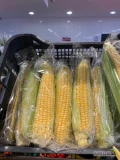 Oferuje w ciągłej sprzedaży kukurydzę cukrową, jadalną. Możliwość pakowania przez maszynę na markety lub na zieloną luzem. Duże...