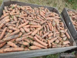 Sprzedam marchew na brudno świeżo kopana za nać duże ilości. cena do ustalenia.