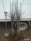 Sprzedam kwalifikowane drzewka w koronie Kortland Wicki M9 4000 sztuk i Delikates m9 2000 sztuk