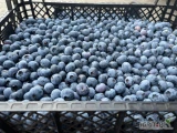 Sprzedam borówkę amerykańską – ok. 2 tony Pakowana w skrzyneczki po 4,45 kg