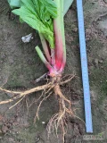Witam sprzedam sadzonki rabarbaru odmiany lider malinowy sadzonka z nasion nie z karpy, kopana na zamówienie więcej informacji pod nr tel...