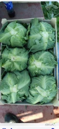 Sprzedam kapustę młodą 6 100 skrzynek 