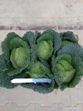 Witam sprzedam kapustę włoska z liściem główki od 1,5 kg do 2,5 kg czysta bez mączlika, zapraszam 