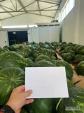 Arbuz, pochodzenie Macedonia, bezpośrednio od producenta. Super słodki i soczysty, kaliber 4-9kg. Skrzynie drewniane lub kartony....