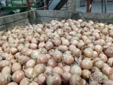 Sprzedam cebulę na wysadke, kaliber 40/50, ok 6-7 ton, odmiana Hytune,