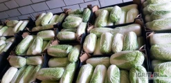 Sprzedam kapustę pekinska z chłodni. Waga od 0.5 do 1.7kg .