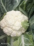 Witam serdecznie mam na sprzedaż kalafior w ilości ok. 600 sztuk, jest bardzo ładny i duży oraz śnieżnobiały, polecam serdecznie...
