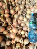 Sprzedam cebulę luzem typu rijnsburgier, odmiana Medalion firmy Syngenta. Cebula twarda z przeważającą większością wielkości 4-8...