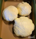 Sprzedam kapustę gołabkową ok 1200kg