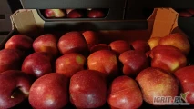 Sprzedam jabłka PRINCE za wagę lub mogę naszykować w karton
