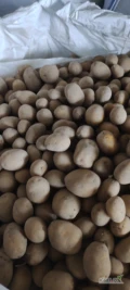 Sprzedam ziemniaki duże ilości Mariola, opakowanie big bag
