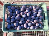 Sprzedam około 600 kilo śliwki prezydent z nalotem Okolice Józefowa nad Wisłą a jutro czwartek będę Sandomierz 