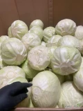 Kupię kapustę do obierania na przekładkę lub przygotowaną na przemysł lub na market w karton Box. Www.dominiak-warzywa.pl 665249512