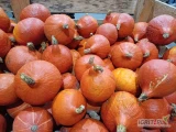 Sprzedam dynię Hokkaido 0,6-2,5 kg. Ilość ok 10 ton.
