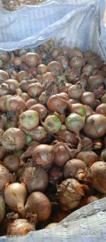 Sprzedam cebulę big bag około 10 ton kaliber 42+