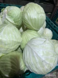Sprzedam kapustę białą na przemysł waga od 1 do 4 kg 