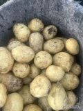 Romanian company sell potatoes from Romania in big quantities with all documents for export
