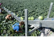 Cześć! Ta holenderska firma poszukuje zbieraczy kapusty, szczególnie osób z doświadczeniem w zbiorze kapusty. Oferujemy dobre...
