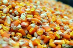 Połowa października - wszystkie zboża tańsze niż przed rokiem. Duże spadki kukurydzy.