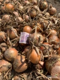 Sprzedam cebulę wiosenną twarda 50 ton typ amerykański, duża nadaje się na worek 0,6 zł/kg, również czerwoną zimową 25 ton bardzo...