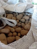 Sprzedam ziemniaki jadalne pakowane w big bag ilość około 20 ton. Więcej informacji udzielę telefonicznie pod numerem 781 293 179 