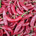 Suszona ostra papryka chili — hurt, bezpośrednie dostawy z Uzbekistanu.
