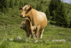 Ministerstwo: skrócony okres międzywycieleniowy bydła