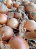 Sprzedam ładną cebulę na worek big bag