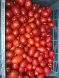 Sprzedam Pomidora Limę. Możliwość codziennego szykowania 2t (100 skrzynek 20kg) 