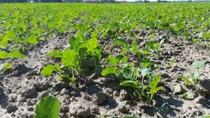 Bor – kluczowy pierwiastek w uprawie rzepaku