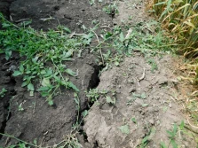 ARiMR uruchamia pomoc klęskową dla rolników