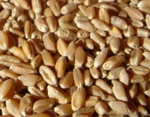 Nabór wniosków o dopłaty do materiału siewnego 2019