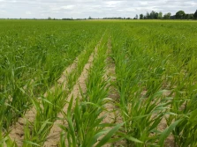 ARiMR rozpoczęła przyjmowanie wniosków o płatności z PROW