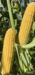 Szukam odbiorcy  kukurydzy cukrowej na rok 2026 ilości hurtowe. Odmiana , rodzaj pakowania i ilość dzienna do ustalenia . 

